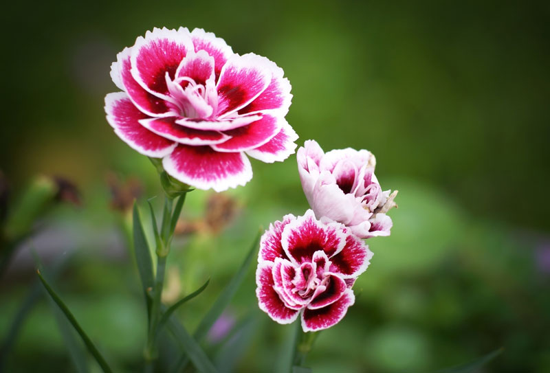 Chi cẩm chướng có tên khoa học là Dianthus. Đây là loại thực vật có hoa trong họ cẩm chướng.