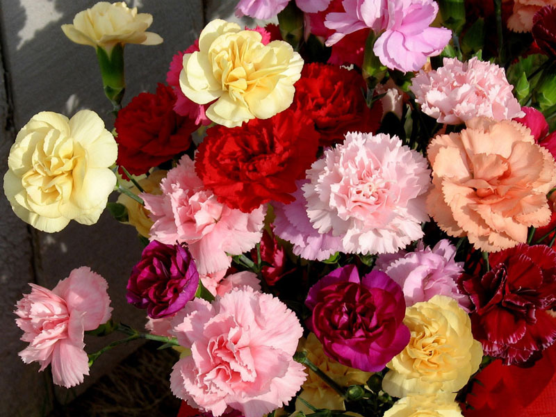Phần lớn, hoa cẩm chướng thể hiện tình yêu, sự quyến rũ và phân biệt, mặc dù có nhiều biến thể phụ thuộc vào màu sắc.