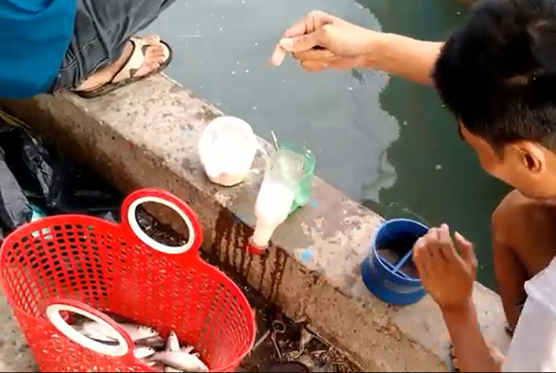 Bắt được rất nhiều cá đối từ chai nhựa.