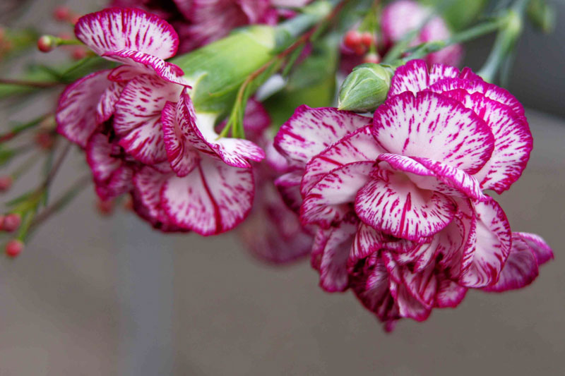 Thời Hy Lạp cổ đại, hoa cẩm chướng là bông hoa được sủng ái nhất.