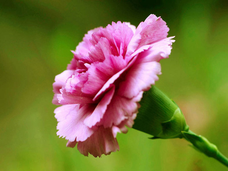 Hoa cẩm chướng tượng trưng cho những người sinh ra trong tháng Giêng.