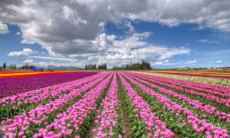 Hoa tulip (uất kim hương) có tên khoa học là Tulipa. Nó là chi thực vật có hoa trong họ Liliaceae.
