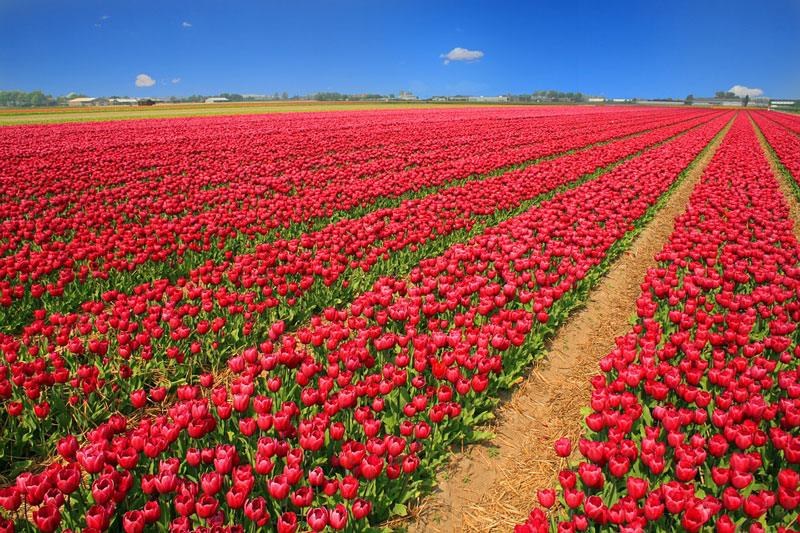 Hiện nay hoa tulip được trồng ở khắp nơi trên thế giới. Tuy nhiên, Hà Lan vẫn nổi tiếng là nước xuất khẩu hoa tulip và có nhiều phong cảnh cánh đồng hoa tuyệt đẹp.