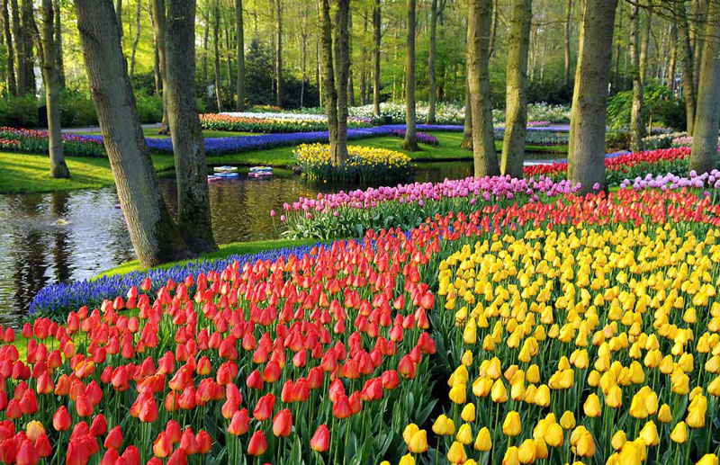 Mùa hoa nở thường là vào tháng 4-5. Hoa tulip có màu sắc khá đa dạng từ đỏ, vàng, cam, tím, hồng…