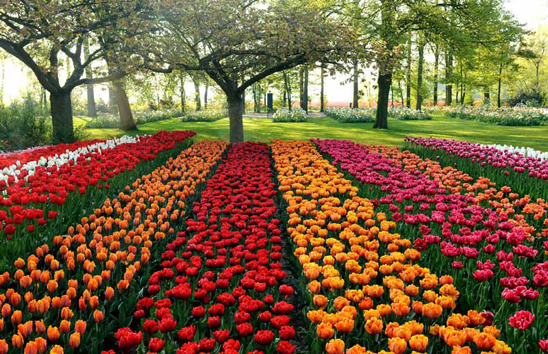 Hoa tulip còn tượng trưng cho sự nổi tiếng, giàu có và tình yêu hoàn hảo.
