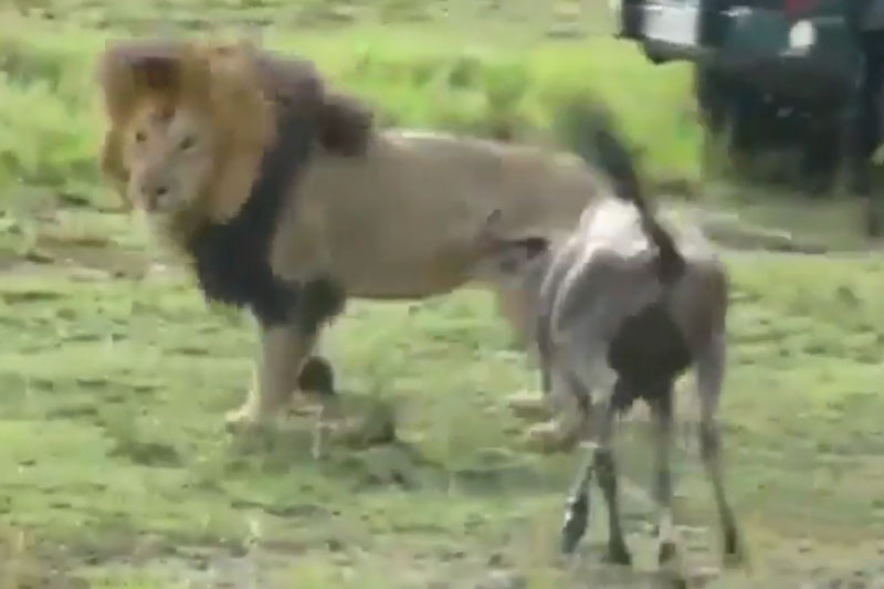 Linh dương đầu bò lao tới tấn công sư tử.