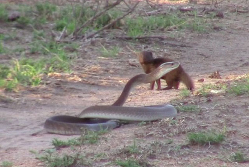 Chồn mangut đối mặt với rắn mamba khổng lồ.