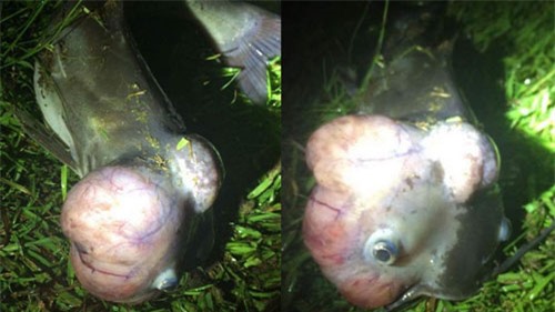 Hình ảnh cá đầu u ở hồ Cherokee. Ảnh: Sở Tài nguyên Tự nhiên bang South Carolina.