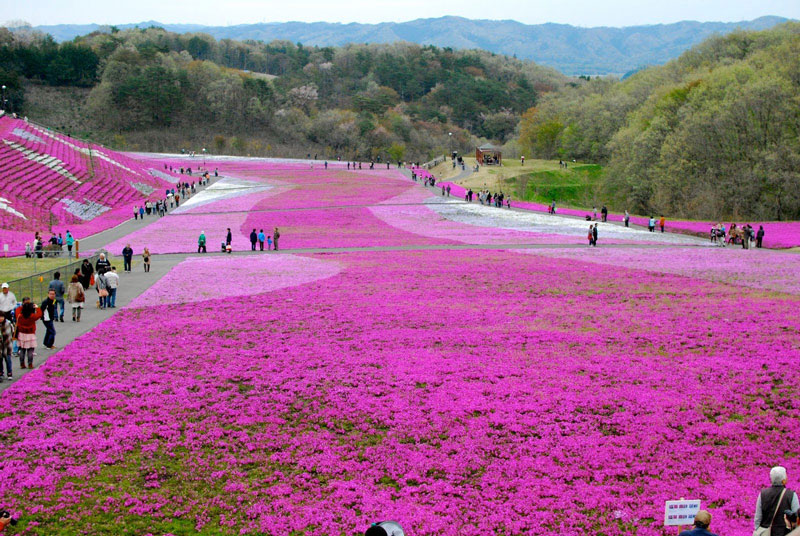 Cánh đồng hoa chi anh phủ sắc hồng ở Nhật Bản.