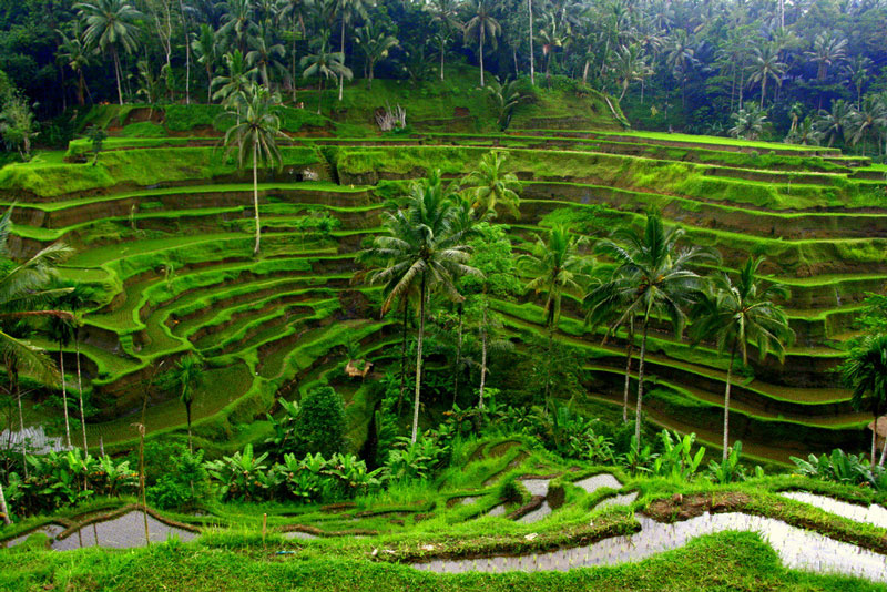 8. Bali. Ruộng bậc thang nằm ở phía Bắc làng Tegallalang, Bali, Indonesia. Khu ruộng bậc thang này có từ khoảng 2000 năm trước. Ngày ấy, người nông dân Bali đã sử dụng những công cụ bằng tay thô sơ để canh tác ở những dải đất trên sườn đồi từ đời này qua đời khác.