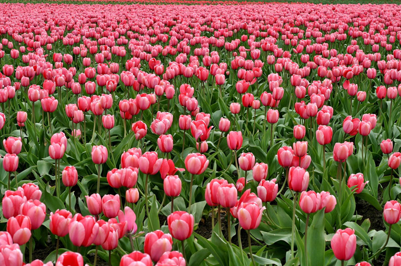 Cánh đồng hoa tulip màu hồng.