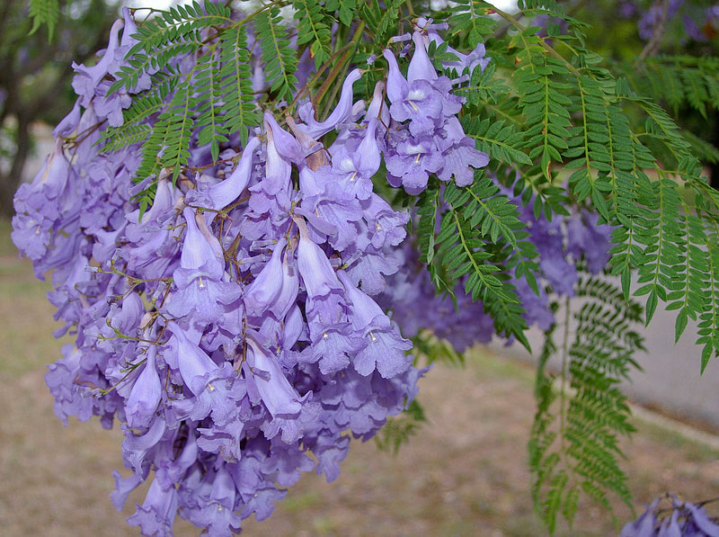 Hoa hình ống dài 4 - 5cm, từng chùm màu tím, hình chuông, cánh hoa mềm mại, dễ bị dập nát, không hề giống hoa phượng.