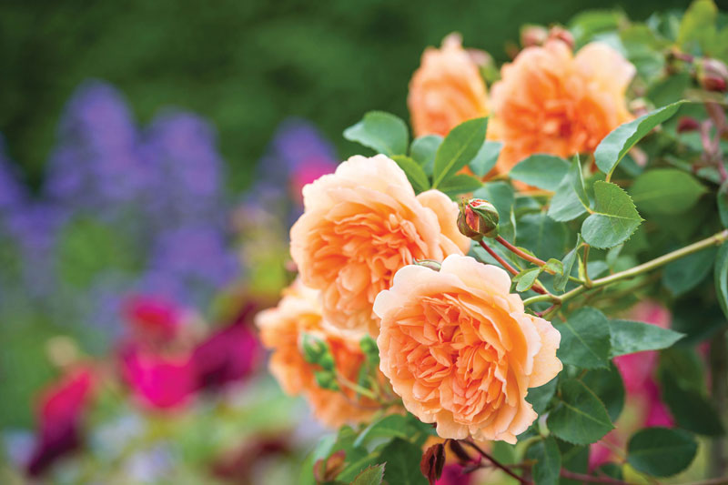 Hoa hồng còn được sử dụng làm tinh dầu, nước hoa, làm đẹp vì hương thơm hấp dẫn.