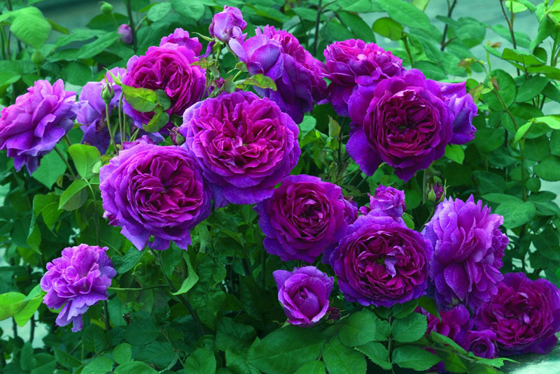 Hiện nay, hoa hồng được lai tọa thành nhiều màu sắc và kiểu dáng đa dạng.