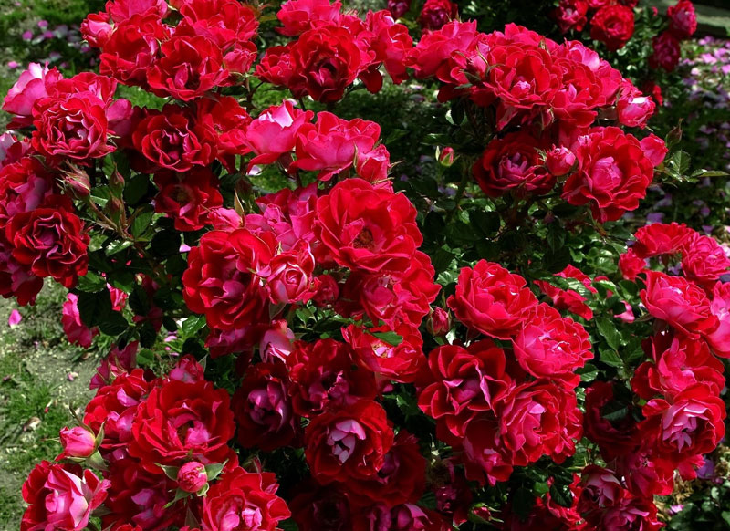 Hiện tại, hoa hồng có hơn 100 loài với màu hoa đa dạng.