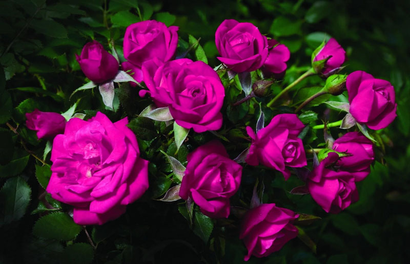 Hoa hồng là tên gọi chung cho các loài thực vật có hoa dạng cây bụi hoặc cây leo lâu năm thuộc chi Rosa, họ Rosaceae.