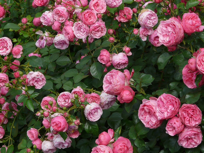 Hoa hồng thường được trồng trong vườn để làm cảnh hoặc cắm trang trí nhà cửa, đám cưới…