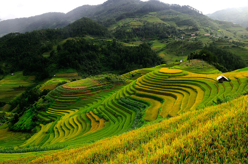 Đây là điểm độc đáo thu hút khách du lịch trong và ngoài nước đến với Mù Cang Chải, nhất là trong mùa lúa chín vào trung tuần tháng 9 kéo dài đến trung tuần tháng 10 hàng năm. Ảnh: Diem Dang Dung.