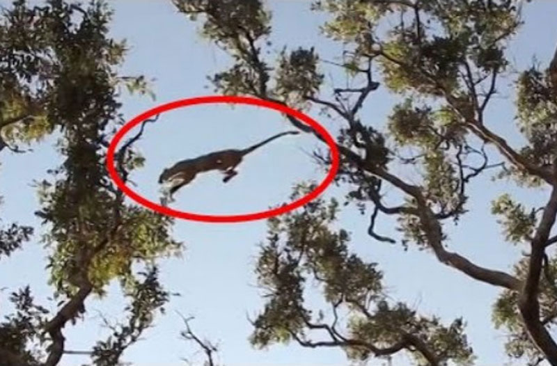 Báo bay người qua cây để bắt khỉ.