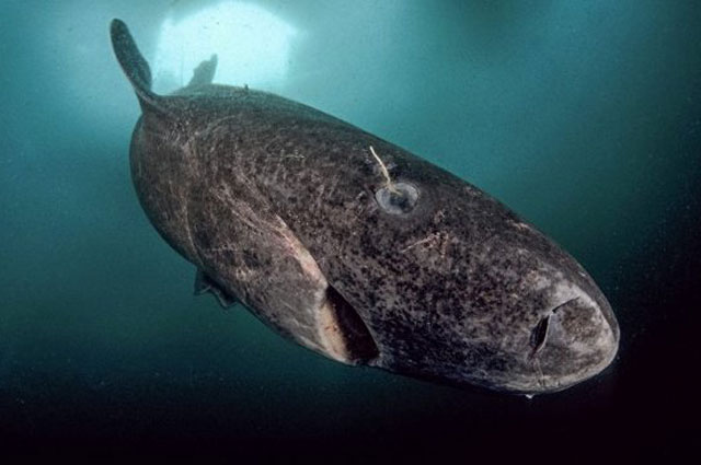  Cá mập Greenland sống ở vùng nước sâu dưới đại dương. 