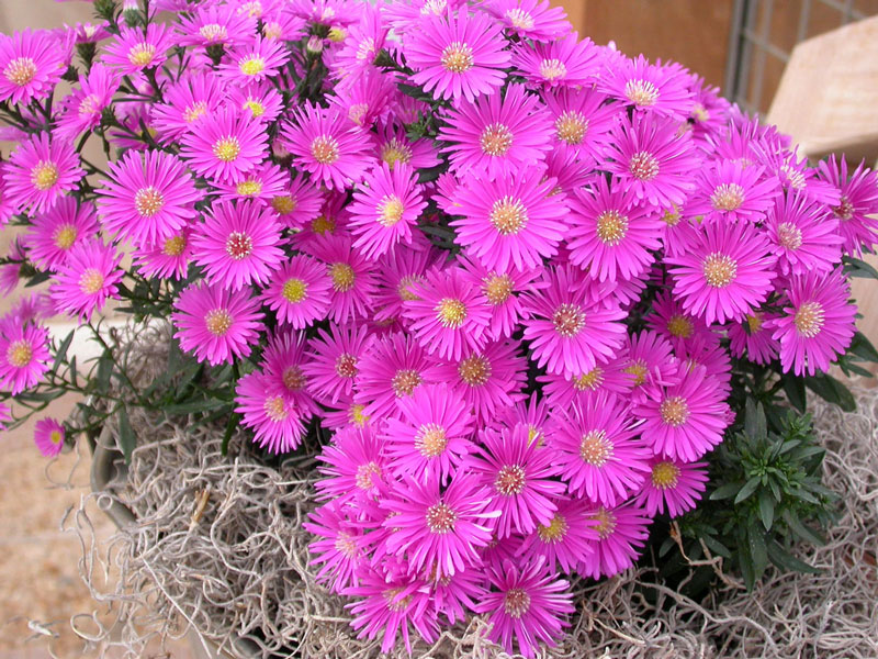 Hoa thạch thảo thường có ba màu chính là tím, hồng, trắng.
