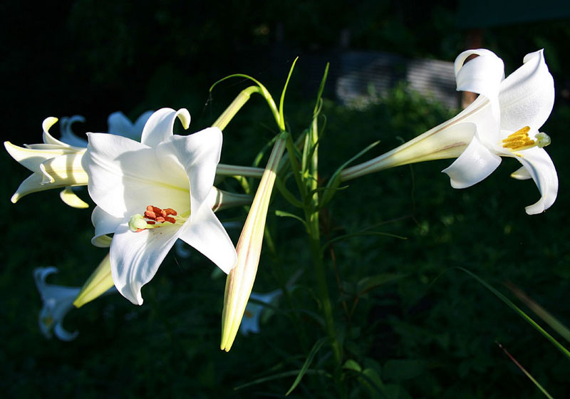 Hoa loa kèn có tên khoa học là Lilium longiflorum. Nó là loài thực vật có hoa thuộc chi Lilium, họ Loa kèn.