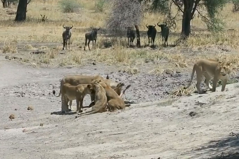 Đàn sư tử cùng nhau ăn thịt linh dương đầu bò.
