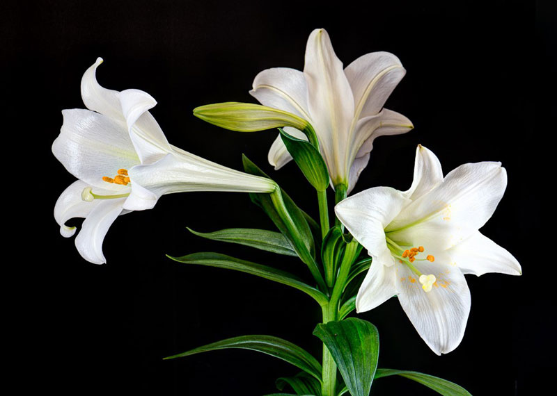 Bao hoa 6 mảnh dạng cánh có 6 nhị, bao phấn vàng dài, bầu hoa hình trụ, đầu nhụy chia 3 thùy, vòi hoa ngắn hơn trục, trục hoa nhỏ đầu phình to có 3 khía tử phòng ở trên. Hoa có hương thơm đậm đà, hoa cắt có độ bền khoảng 6 - 10 ngày.