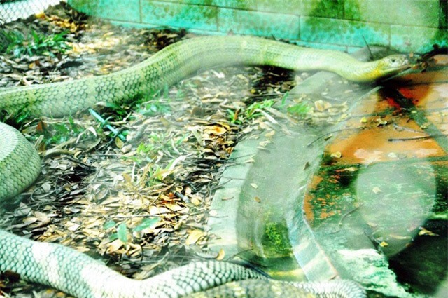 Hổ mang chúa “khủng” 17 năm tuổi tại “vương quốc rắn” của Việt Nam - 1