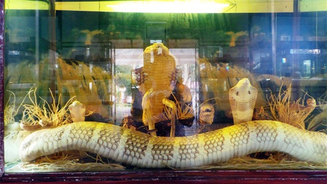 Hổ mang chúa “khủng” 17 năm tuổi tại “vương quốc rắn” của Việt Nam - 8