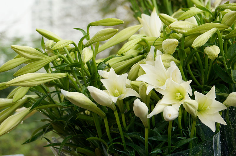 Hoa loa kèn thuộc nhóm 1 lá mầm (Monocotylendones), phân lớp hành (Liliidae), bộ hành (Liliales), họ hành (Lilicaceae), chi Lilium.