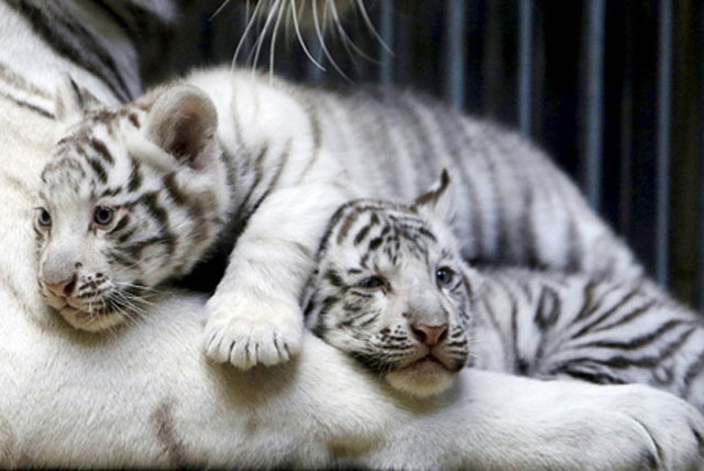  4 hổ con ra đời ở sở thú tại Trung Quốc.