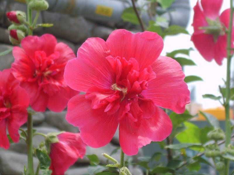 Hoa phù dung thay đổi màu sắc từ sáng đến chiều (sáng trắng, trưa hồng, chiều đỏ) vì trong cánh hoa có chất anthoxyan bị oxi hoá dần khi tiếp xúc với không khí, kích thước hoa 10 - 15cm.