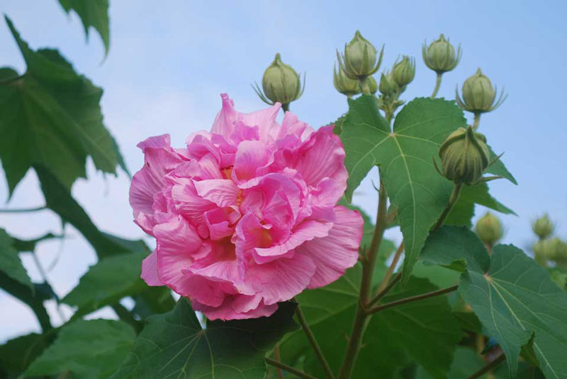 Ở Việt Nam, được trồng để làm cảnh. Lá và hoa tươi được giã, đắp lên mụn nhọt đang mưng mủ để hút mủ và làm giảm đau nhức. Vỏ cây có sợi trắng mềm, có thể dùng bện thừng hoặc làm giấy.