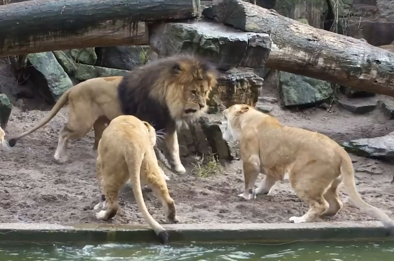 Sư tử cái trút giận vào sư tử đực.