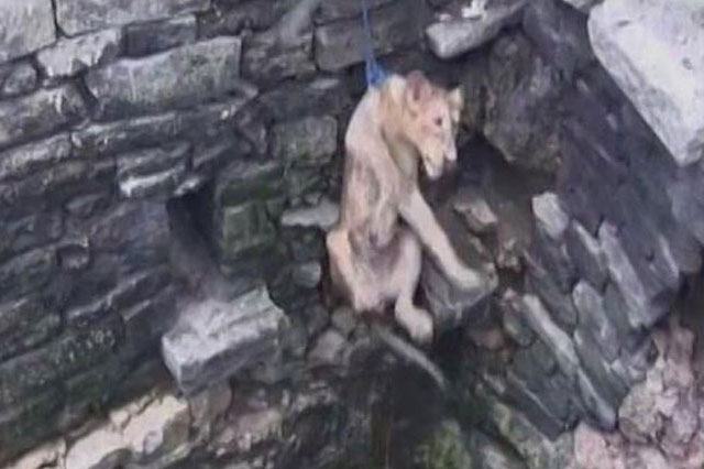  Dân làng Ấn Độ giải cứu sư tử rơi xuống giếng sâu 25 mét.