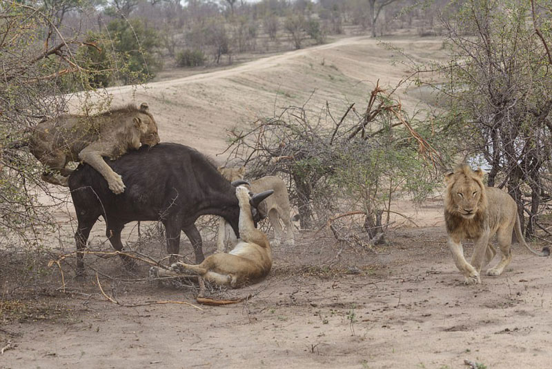 Trong đàn sư tử cũng có con chẳng mặn mà với việc tấn công con mồi. 