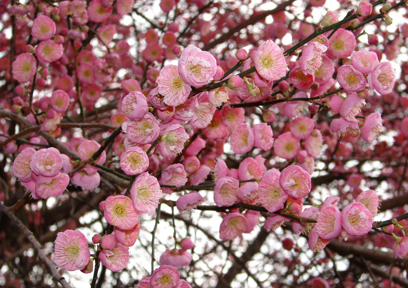 Hoa mơ có tên khoa học là Prunus mume. Đây là loài thuộc chi Mận mơ (Prunus) có nguồn gốc châu Á, thuộc họ Hoa hồng (Rosaceae).