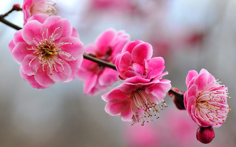 Mơ thường ra hoa vào cuối mùa Đông-đầu mùa Xuân, thông thường là cuối tháng 1 hay đầu tháng 2 ở khu vực Đông Á, trước khi ra lá.