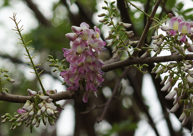 Hoa đào đậu (đỗ mai, anh đào giả, hồng mai) có tên khoa học là Gliricidia maculata, thuộc họ Đậu (Fabaceae).