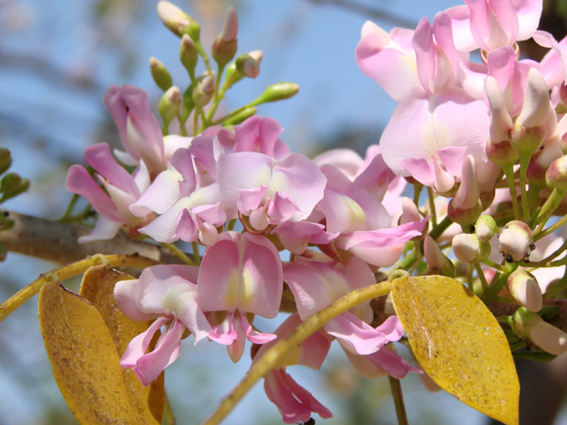 Hoa đào đậu thường có màu hồng phớt, trắng, hồng thắm… 
