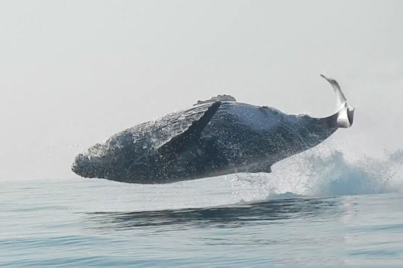 Cá voi lưng gù nhảy lên khỏi mặt nước.