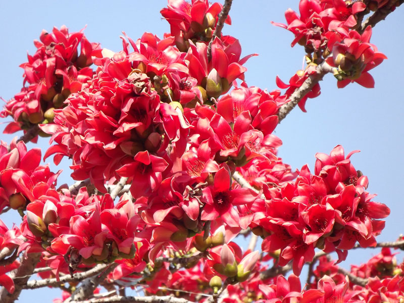 Hoa thường có 5 cánh, màu đỏ, nở vào mùa Xuân trước khi cây ra lá non.