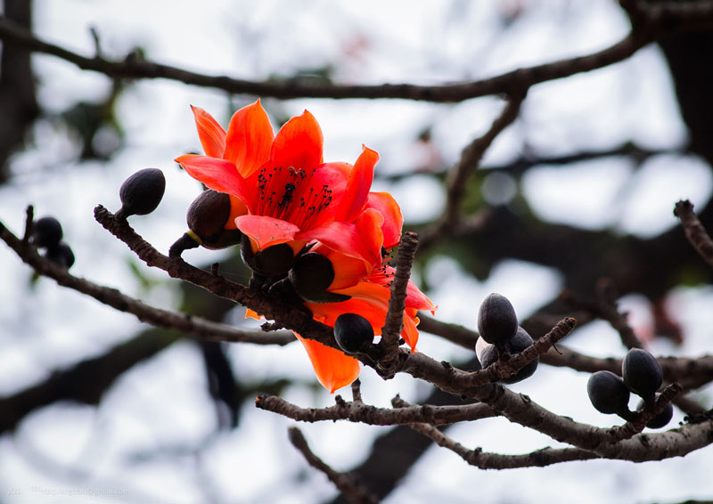 Tại Trung Quốc, hoa của cây mộc miên là hoa biểu trưng cho Quảng Châu và Cao Hùng (Đài Loan).