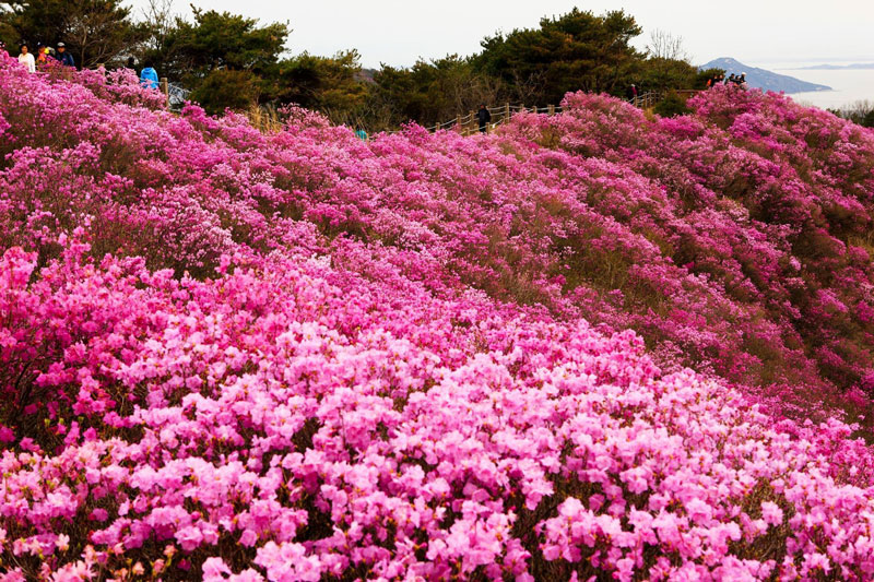 Ở Việt Nam chỉ có vùng núi Sa Pa (tỉnh Lào Cai), Bạch Mã (tỉnh Thừa Thiên Huế), Tam Đảo (tỉnh Vĩnh Phúc), Đà Lạt (tỉnh Lâm Đồng) là những nơi có cây hoa đỗ quyên mọc tự nhiên. Riêng trong vườn quốc gia Hoàng Liên đã có tới 30 loài hoa đỗ quyên được phát hiện.