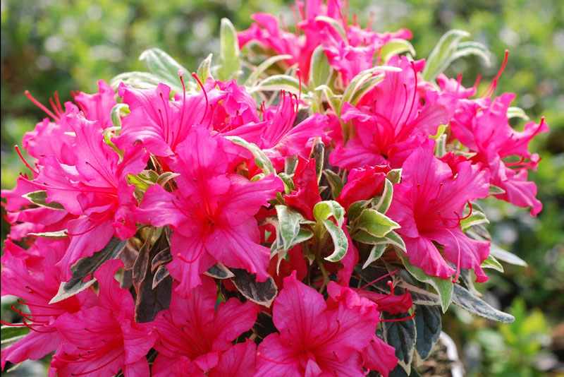 Hoa đỗ quyên là quốc hoa của Nepal.