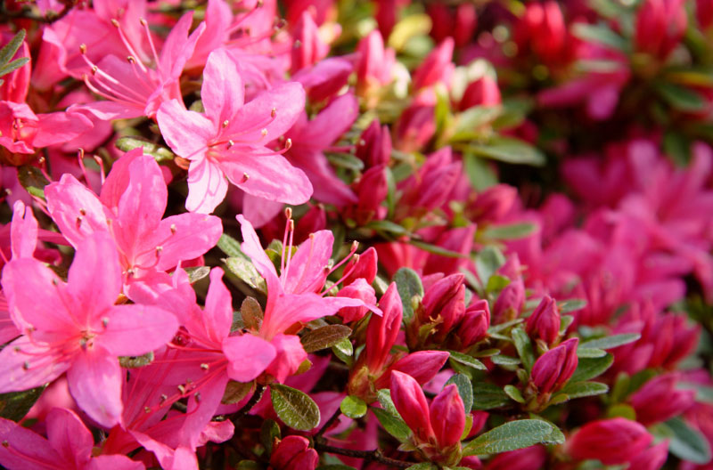 Chi đỗ quyên có danh pháp khoa học là Rhododendron. 