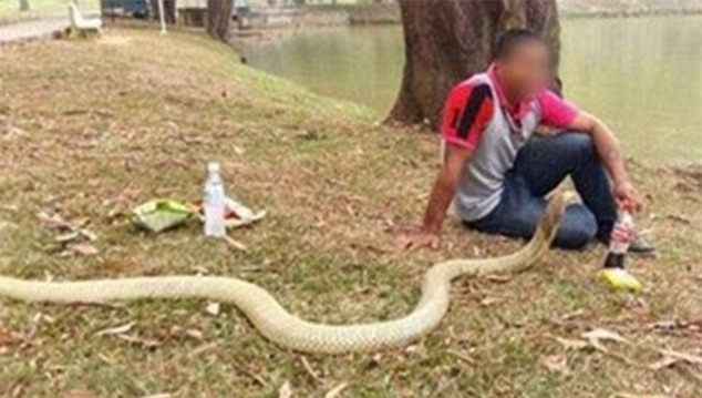 Bất chấp những cảnh báo về sự nguy hiểm của rắn hổ mang, người đàn ông vẫn quyết định gắn bó với con vật này.