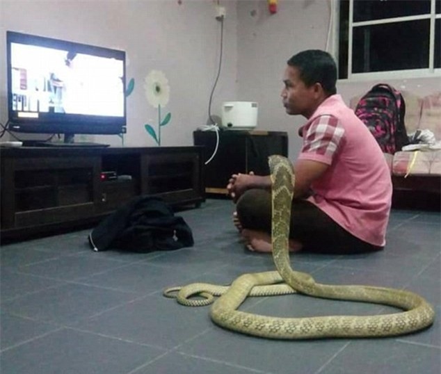 Một chàng trai ở Thái Lan đã quyết định kết hôn với một con rắn hổ mang dài khoảng 3m vì anh tin rằng nó là hiện thân của người bạn gái xấu số qua đời cách đây 5 năm.