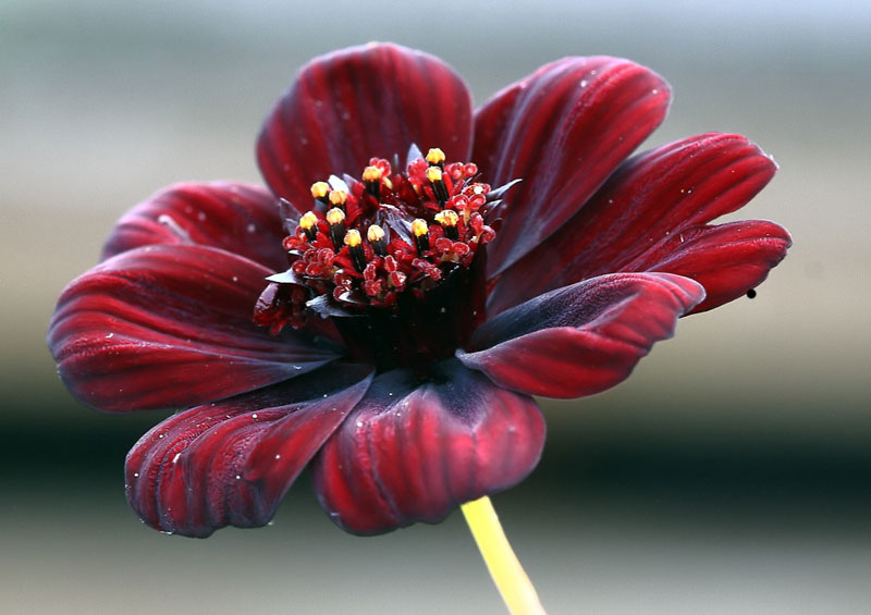 Cúc vạn thọ Socola có từ 6 - 10 cánh hoa (thường thấy 8 cánh).